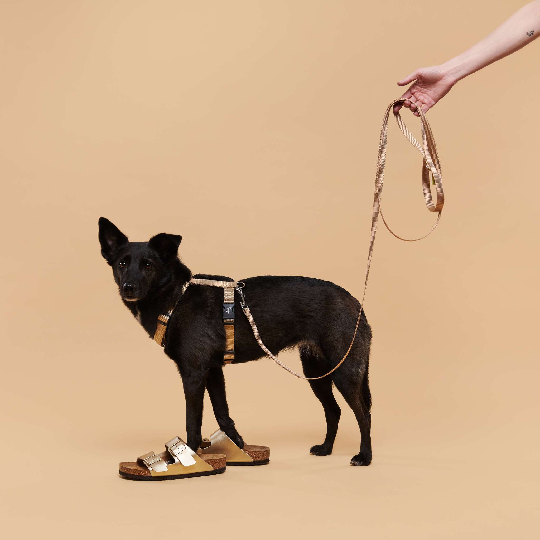 Leash GOLD (2.5 / 5 m)