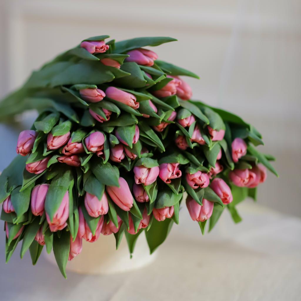 Моно из тюльпанов