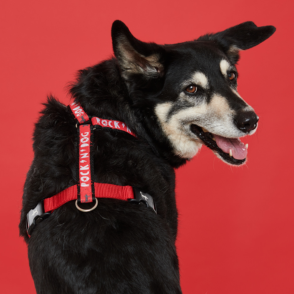 Шлейка ROCK'N'DOG