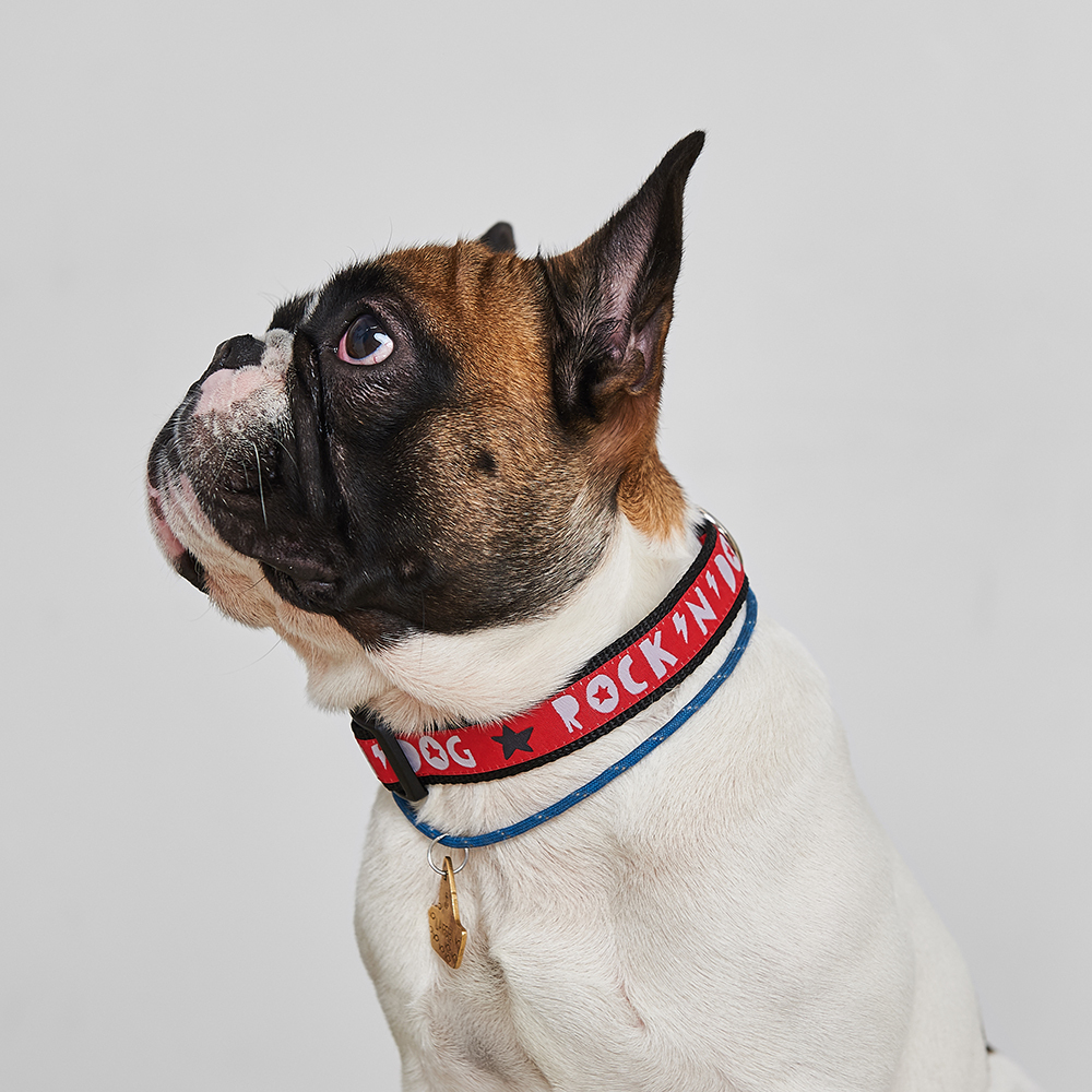 Ошейник для собаки ROCK'N'DOG