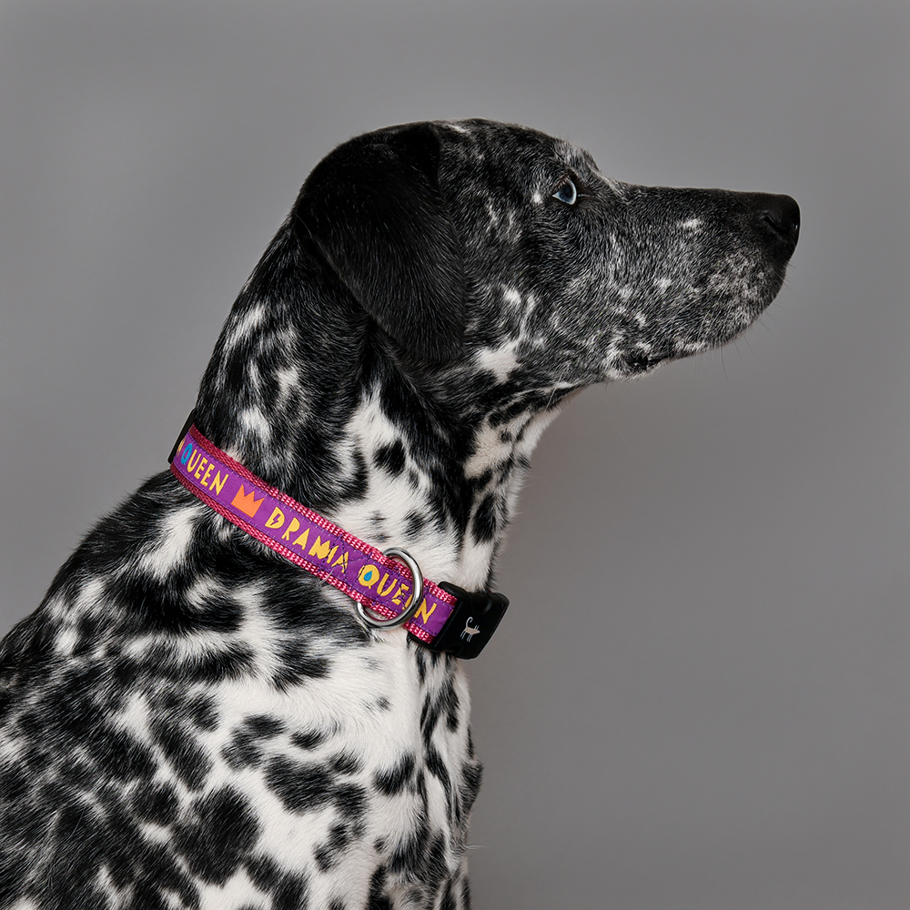 Ошейник для собаки DRAMA QUEEN