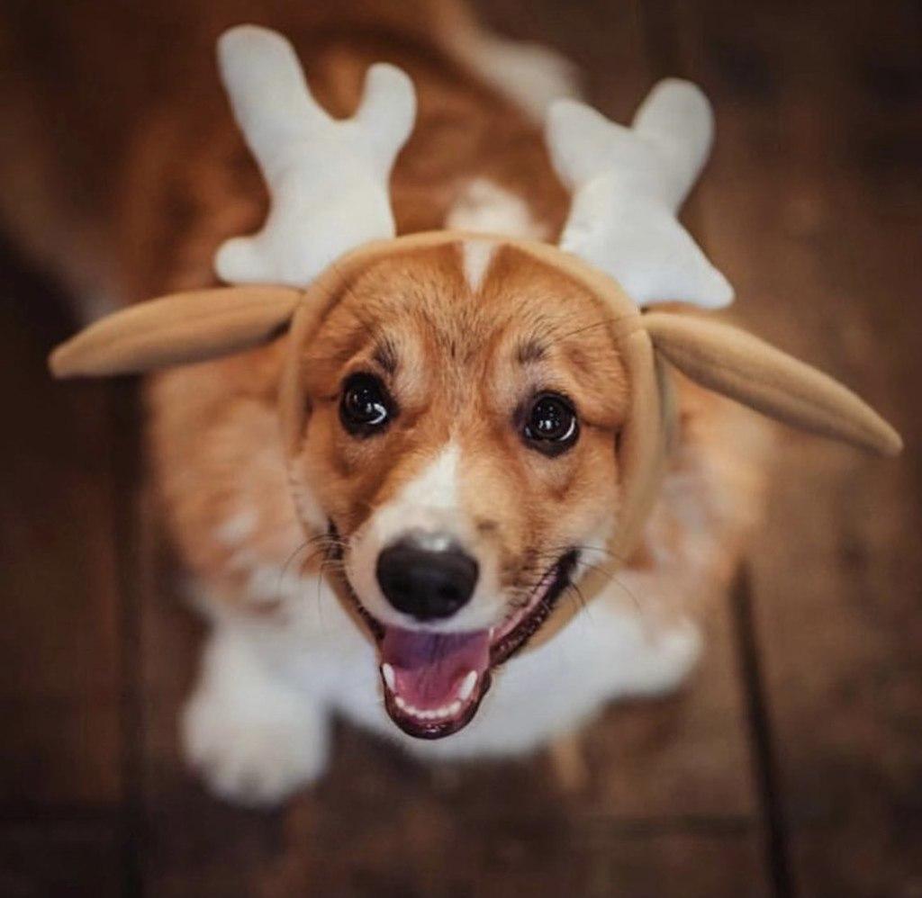 Оленьи рога акссесуар Rachel WOW