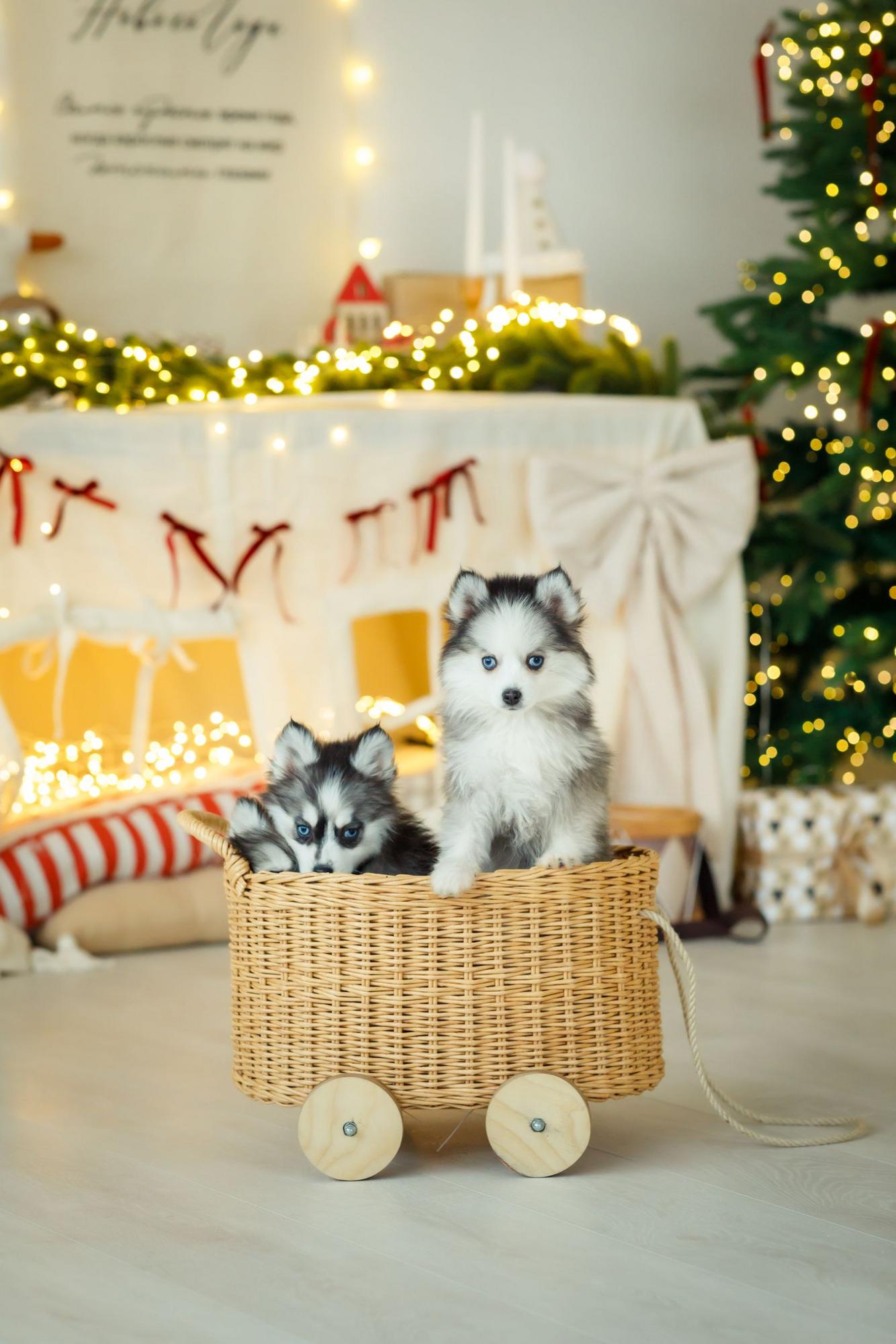 Новогодняя ФОТОДЕНЬ со щенками Хаски
