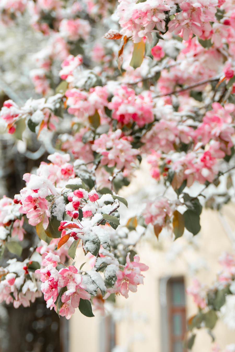 Яблоня в снегу