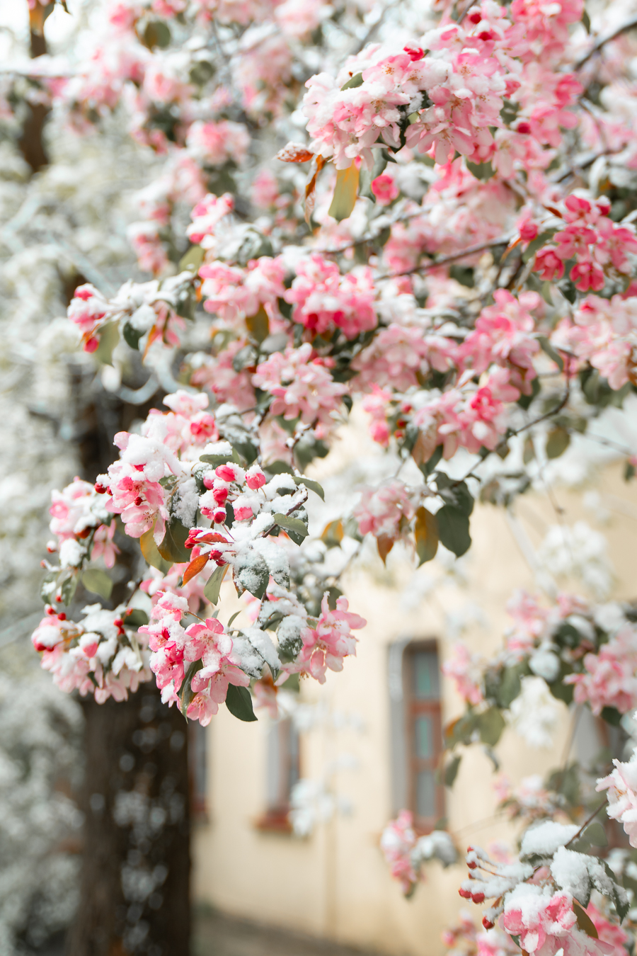 Яблоня в снегу