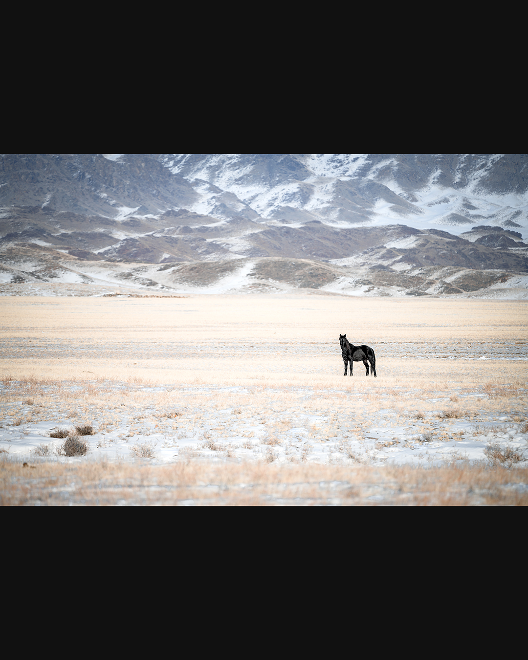 Одинокий конь