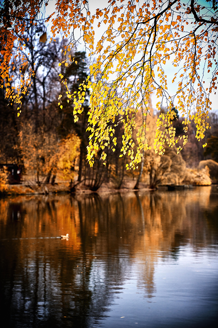 Осенний пруд