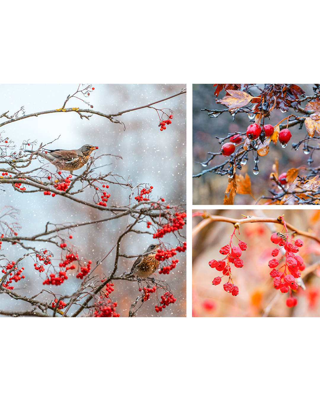 Десерты осени