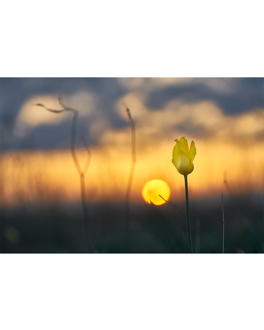 Степная краса