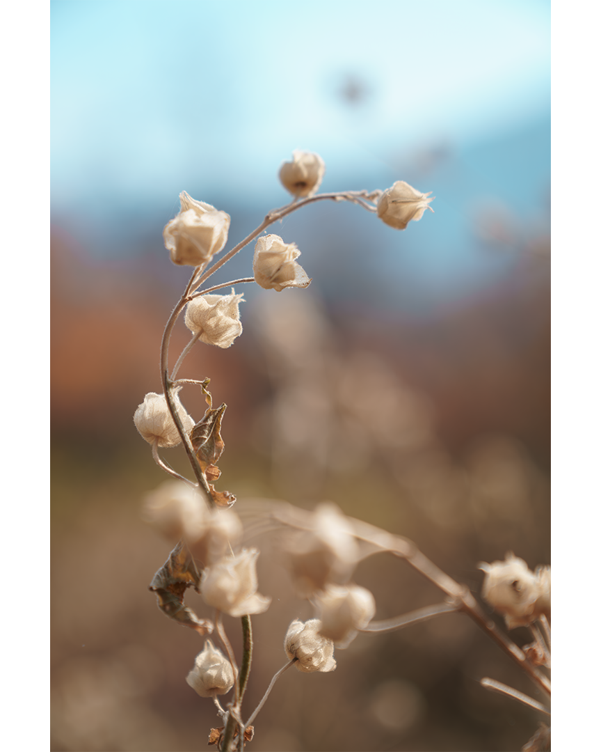 Воздушный колокольчик