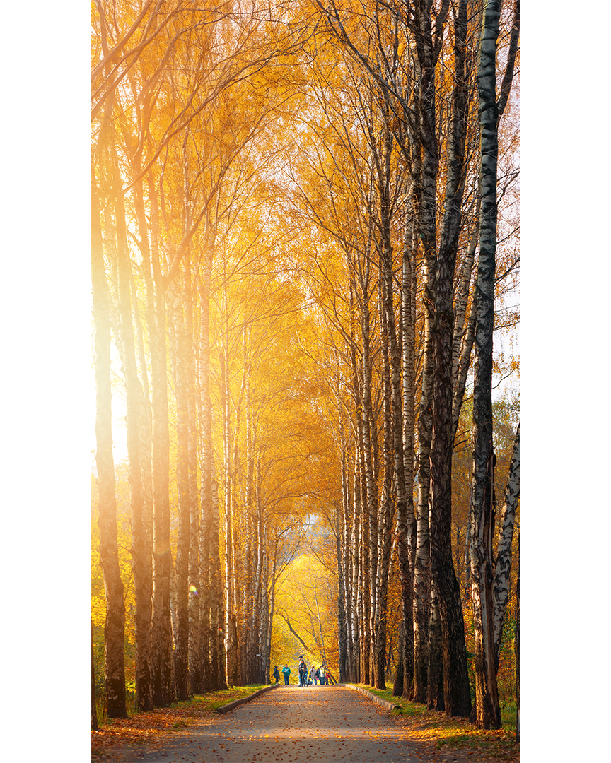 Золотые ворота