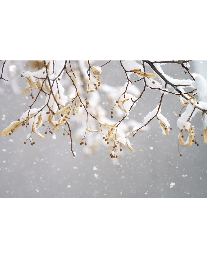 Зимняя "вишня"