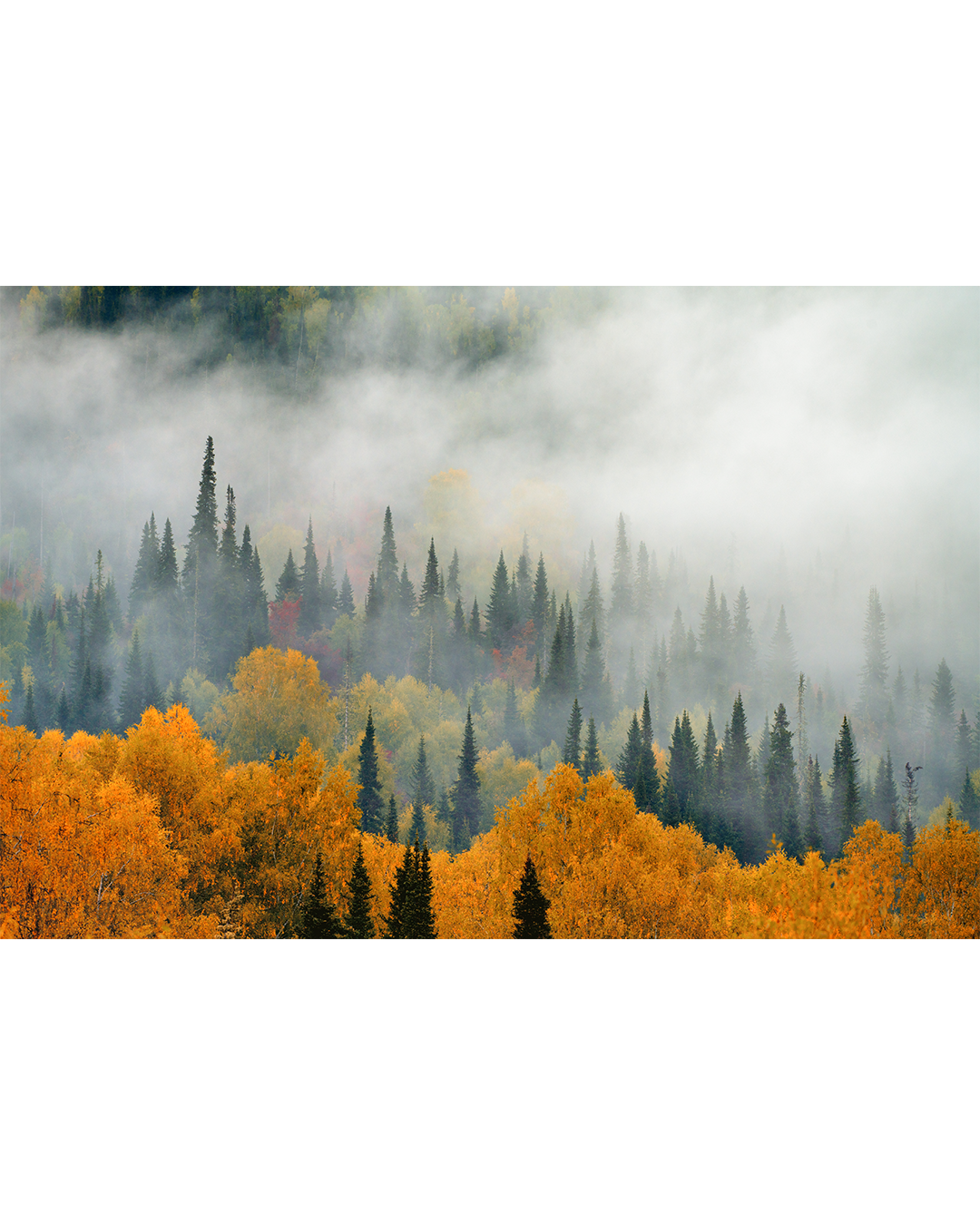 Туманы Осени