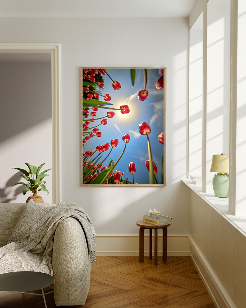 Тюльпановое солнце