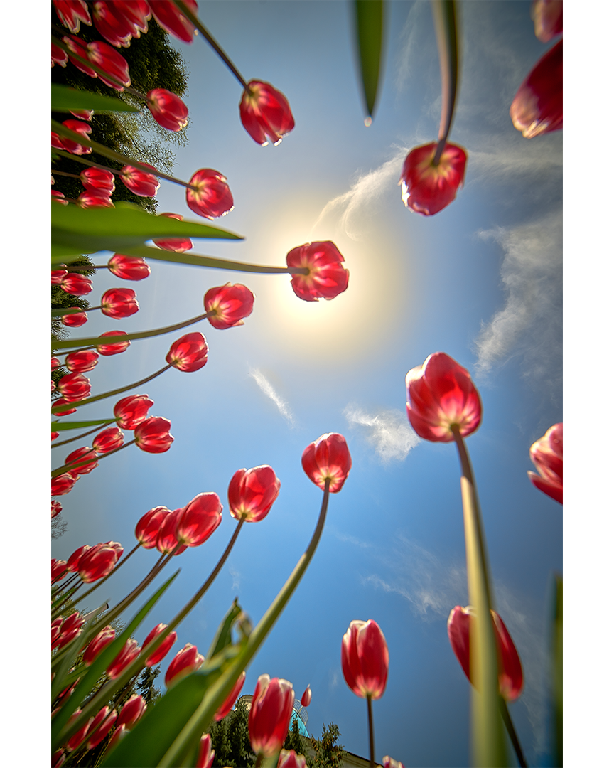 Тюльпановое солнце