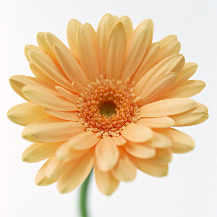 брошь Transvaal Daisy