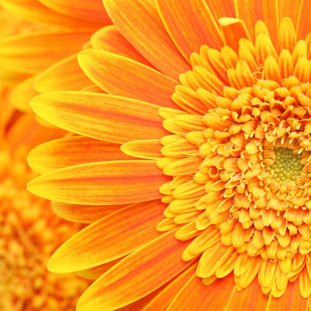 брошь Transvaal Daisy