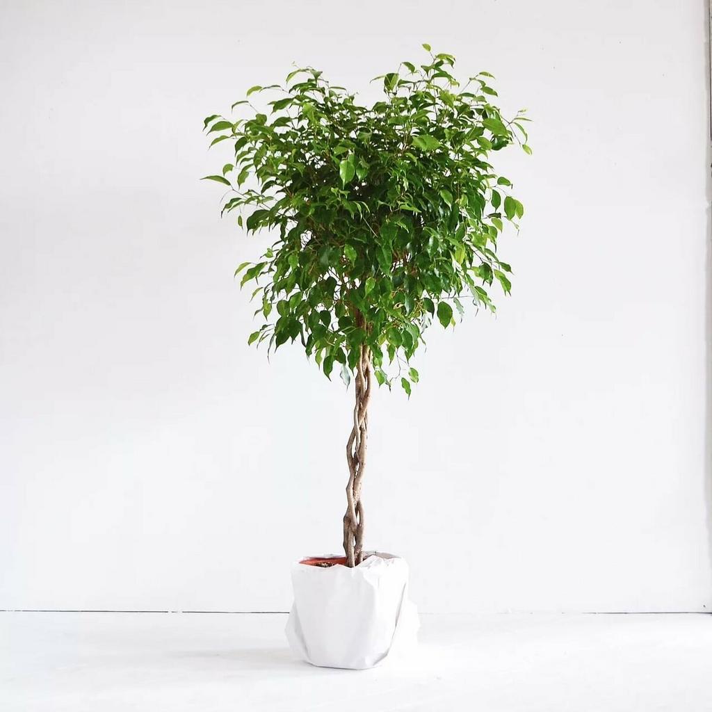 Фикус Бенджамина