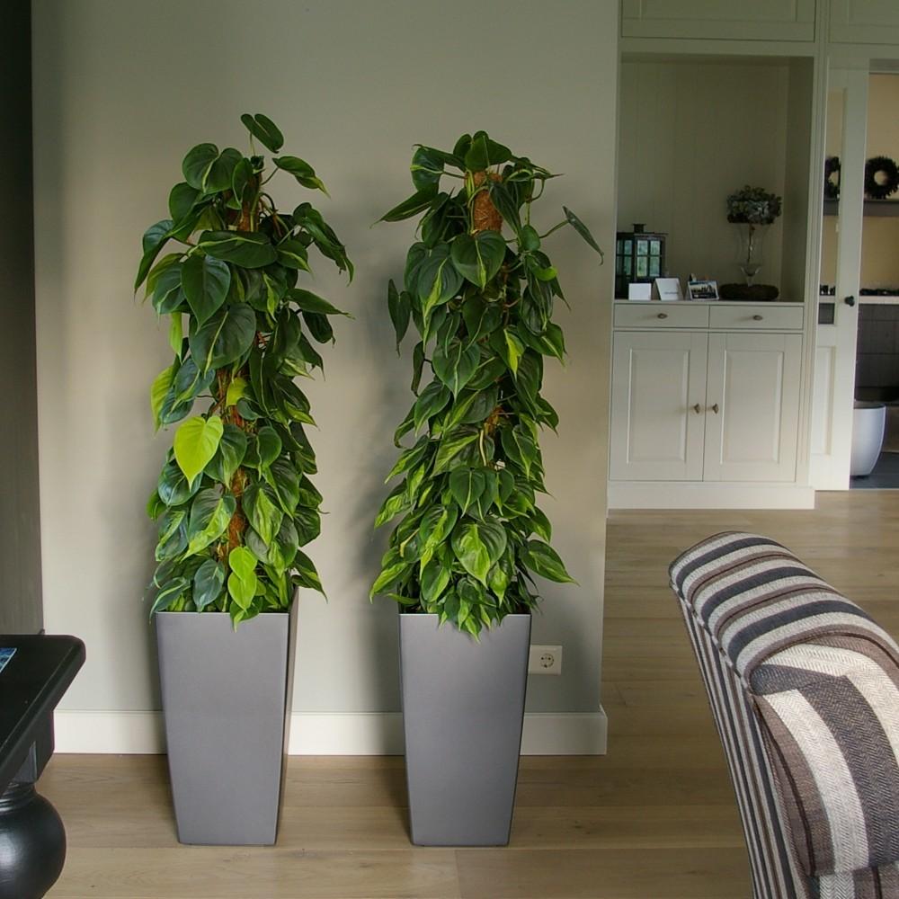 Эпипренум моссток