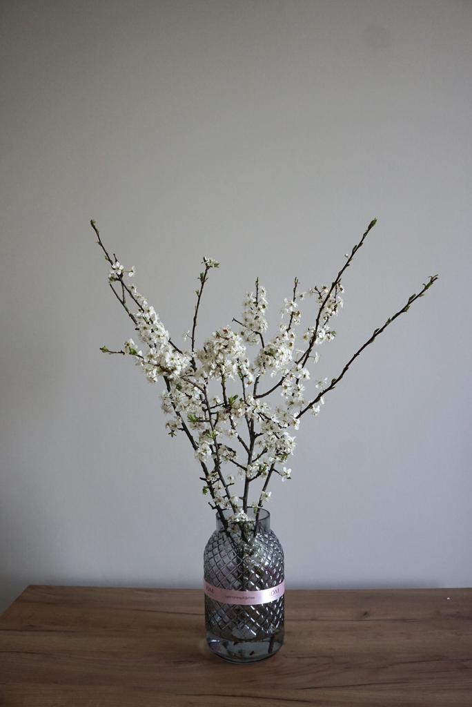 Ветки вишни