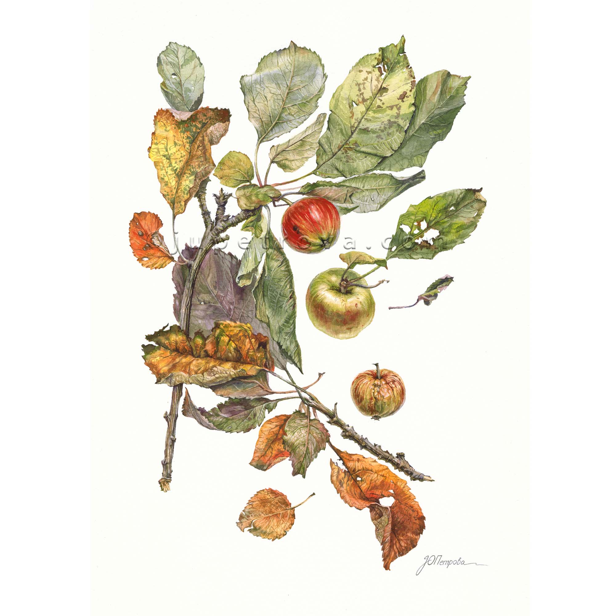 принт "Коломенские Яблочки"