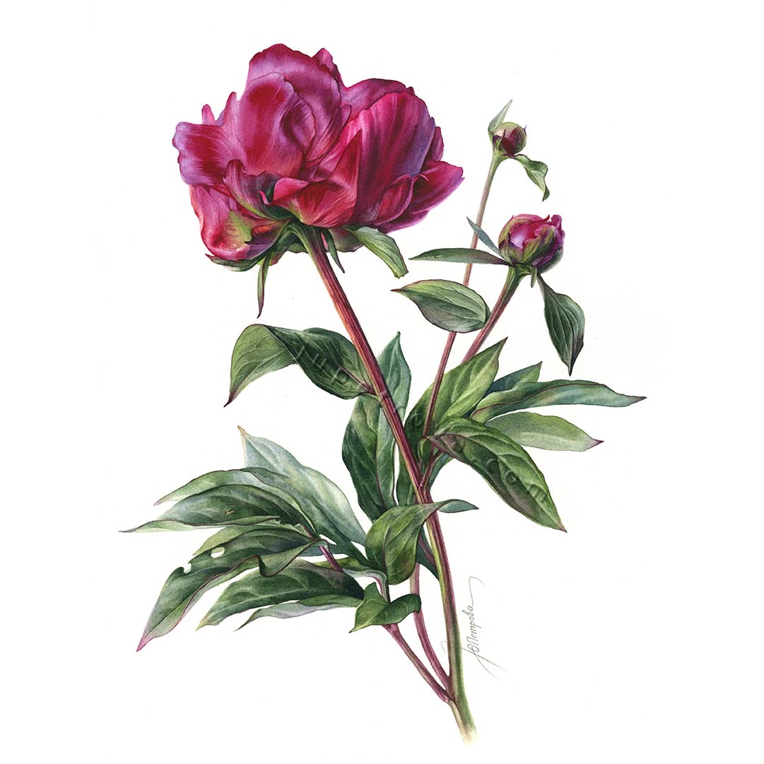 принт "Пион"