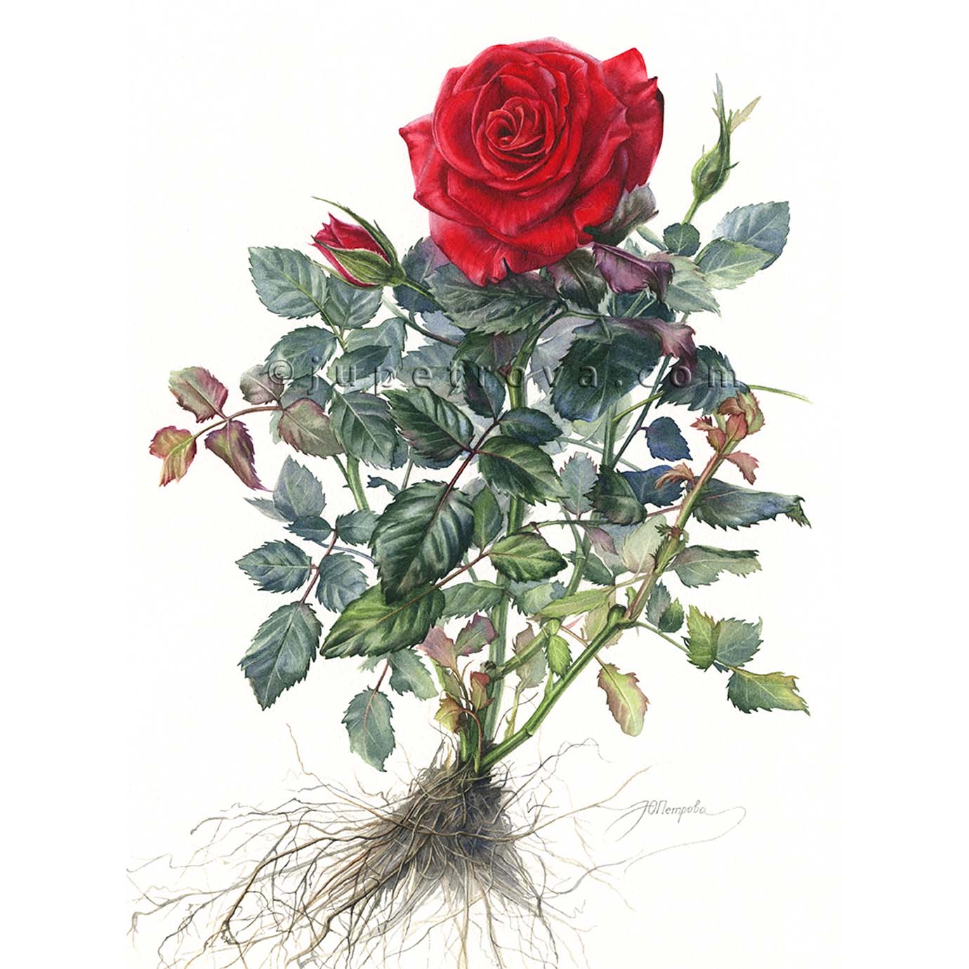 РОЗА КОРДАНА