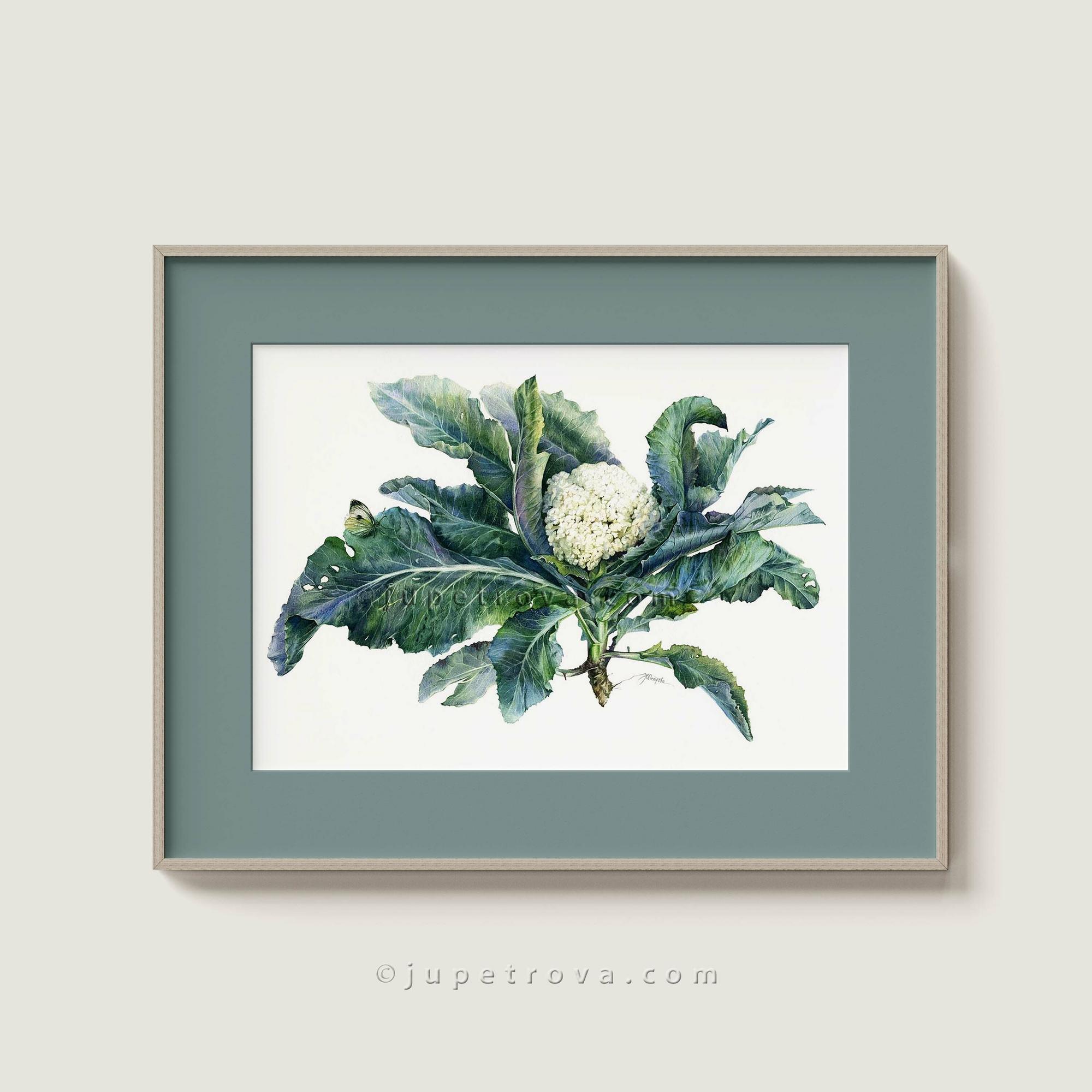 КАПУСТНИЦА