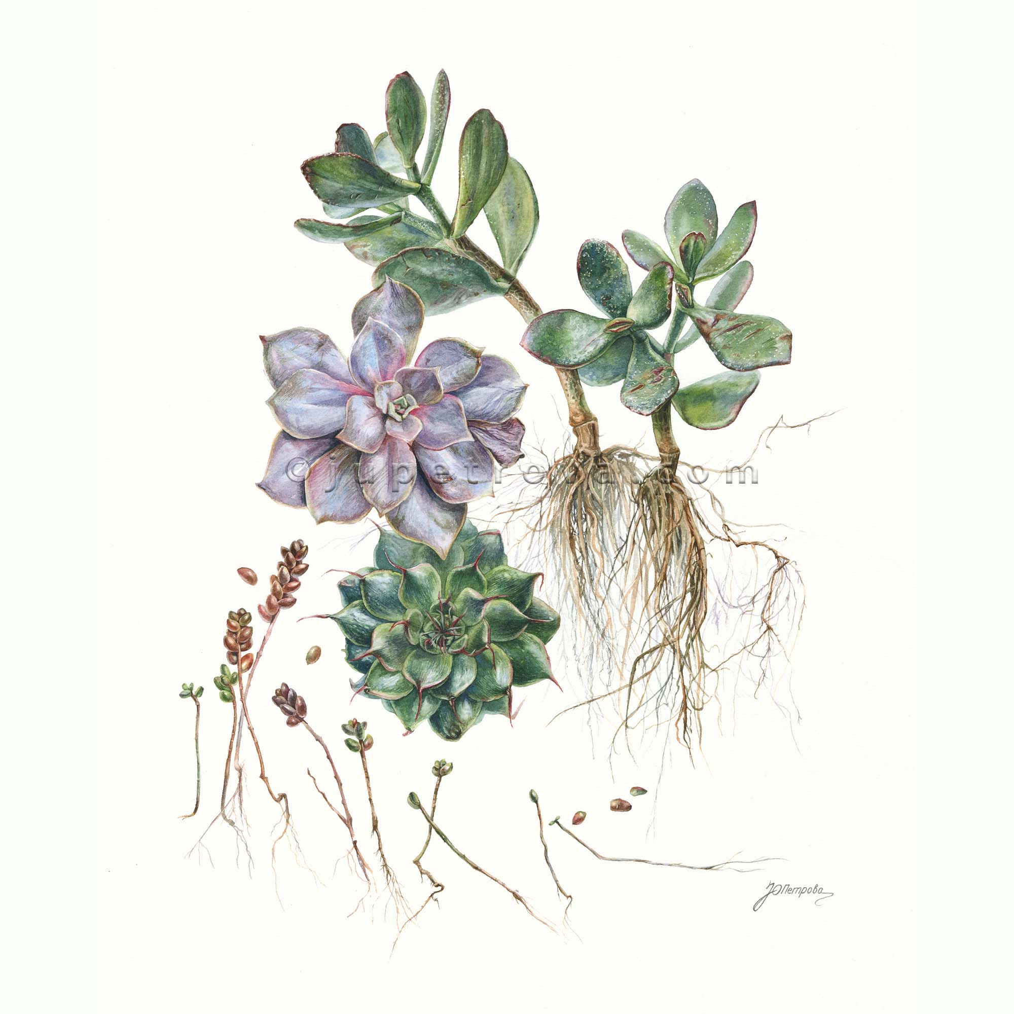 принт  "Ассорти суккулентов"