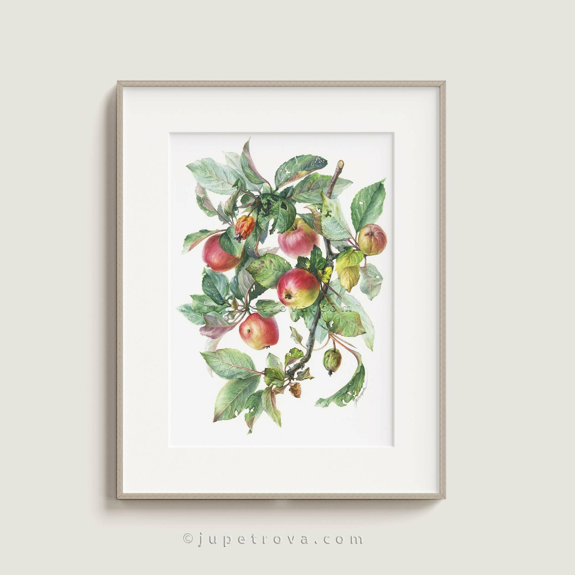 КОЛОМЕНСКИЕ ЯБЛОЧКИ