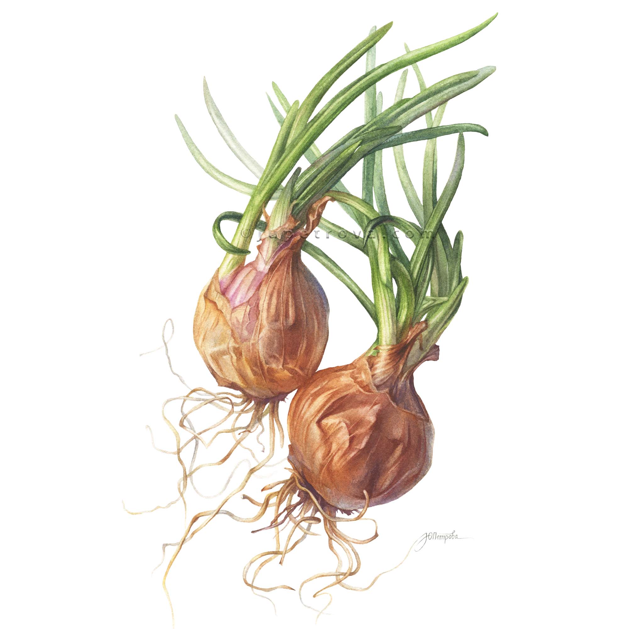 принт  "ONION LOVE"