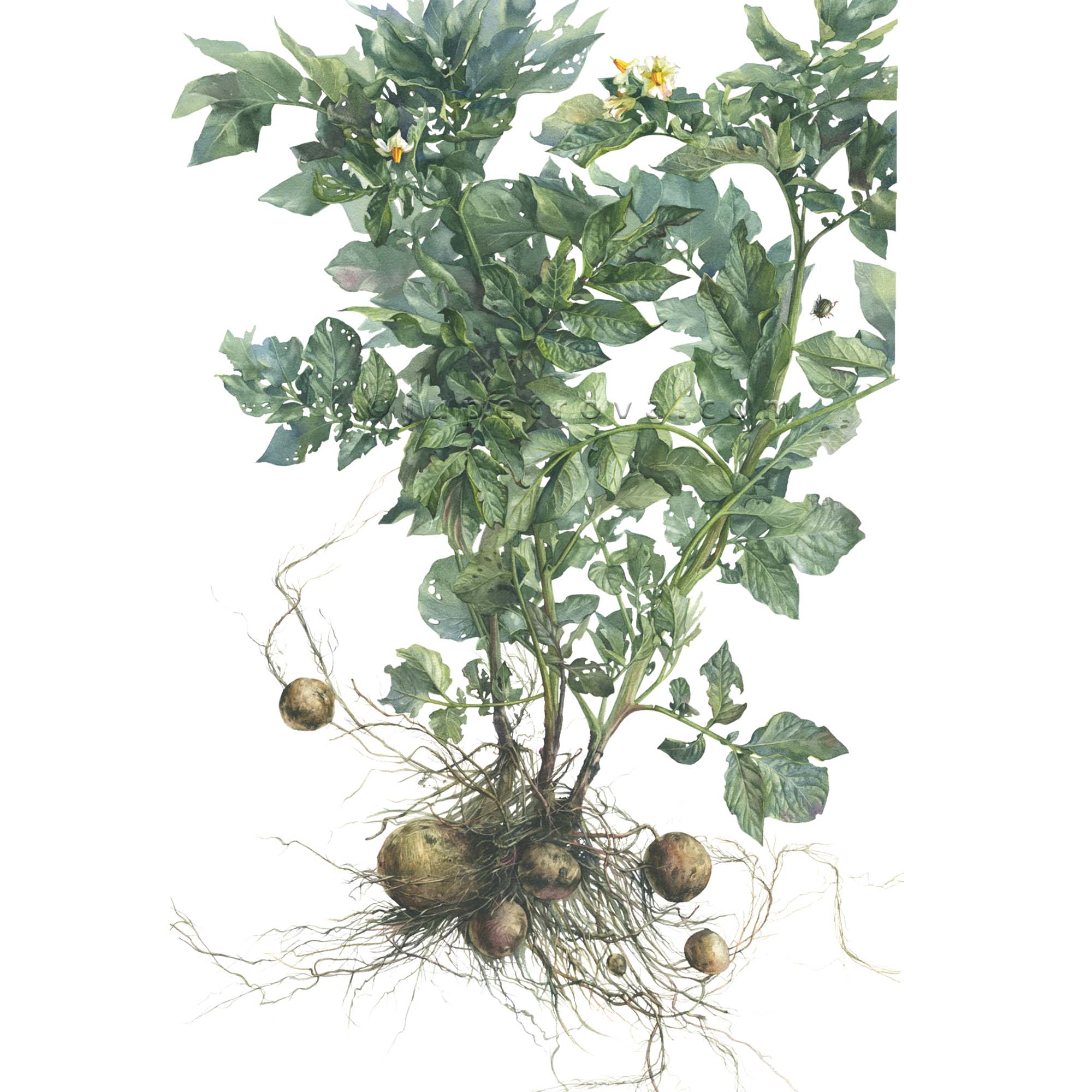 КАРТОФЕЛЬНЫЙ КУСТ