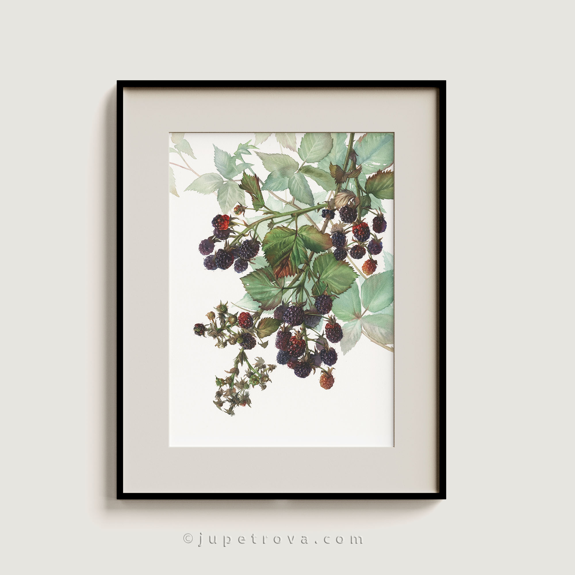 ЕЖЕВИКА САДОВАЯ