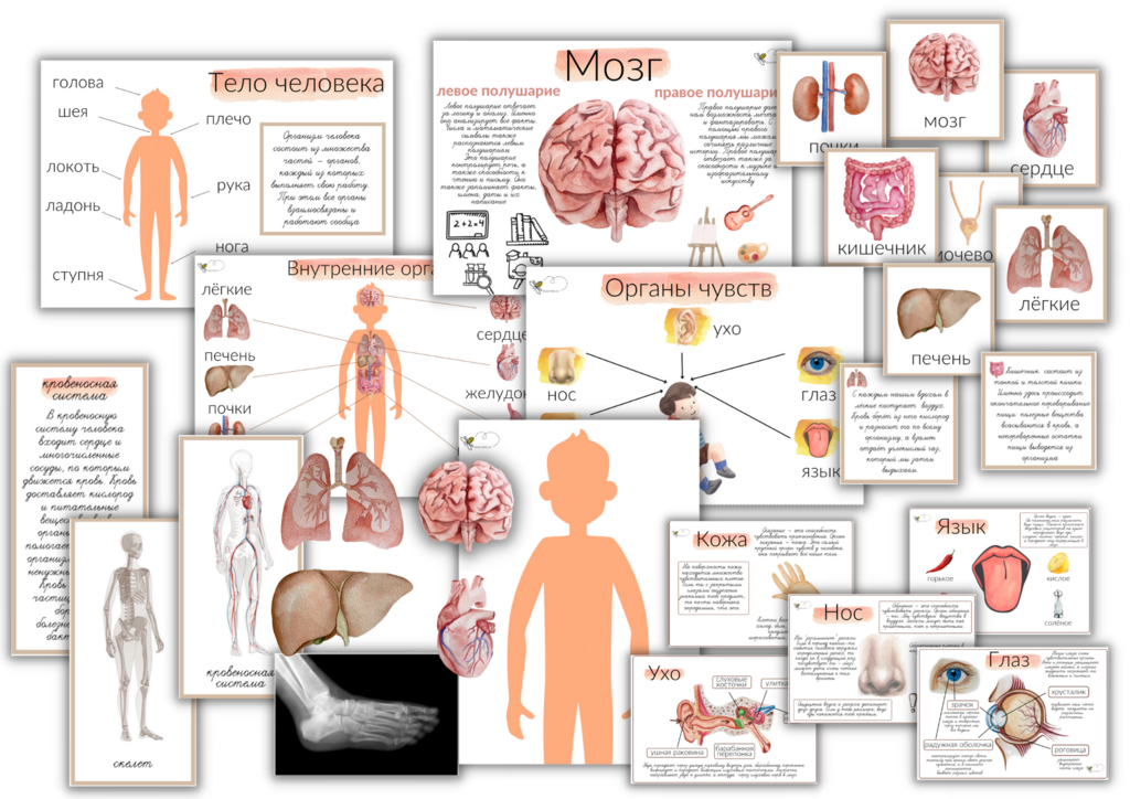 ПРОЕКТ "ТЕЛО ЧЕЛОВЕКА"