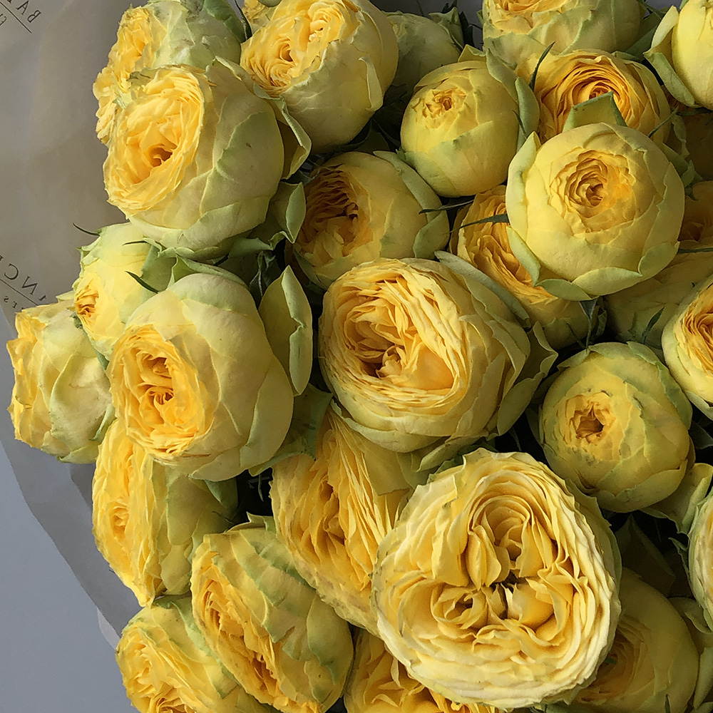 Желтые пионовидные кустовые розы