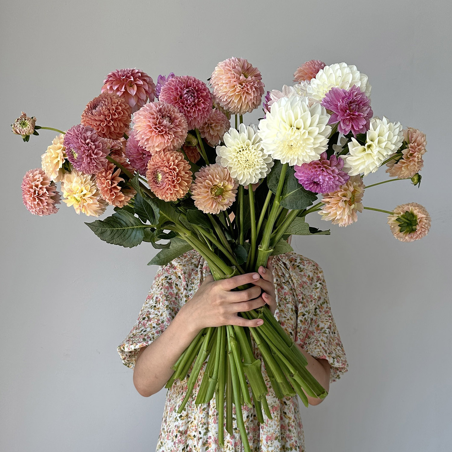 Георгины микс