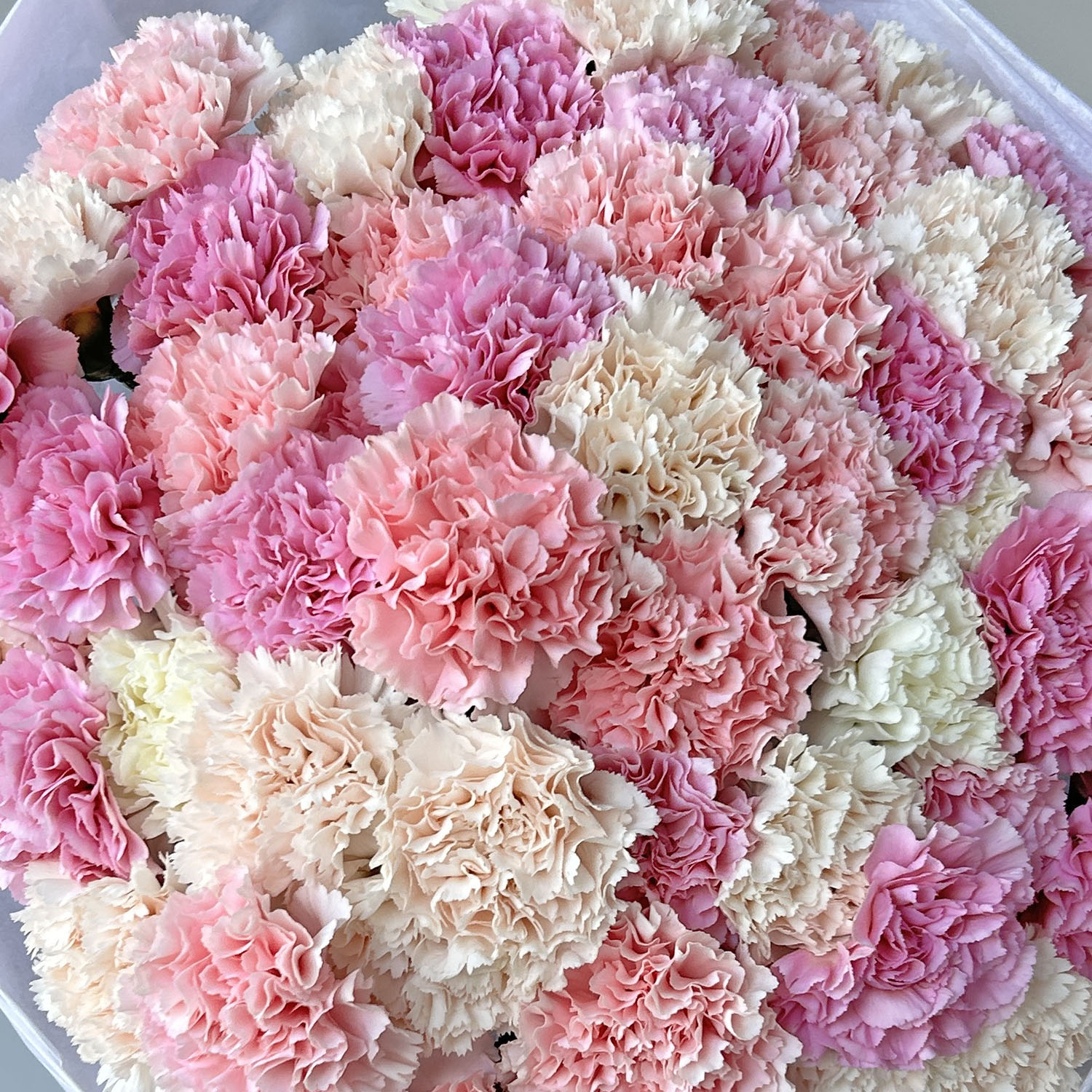 Кружевные диантусы - микс