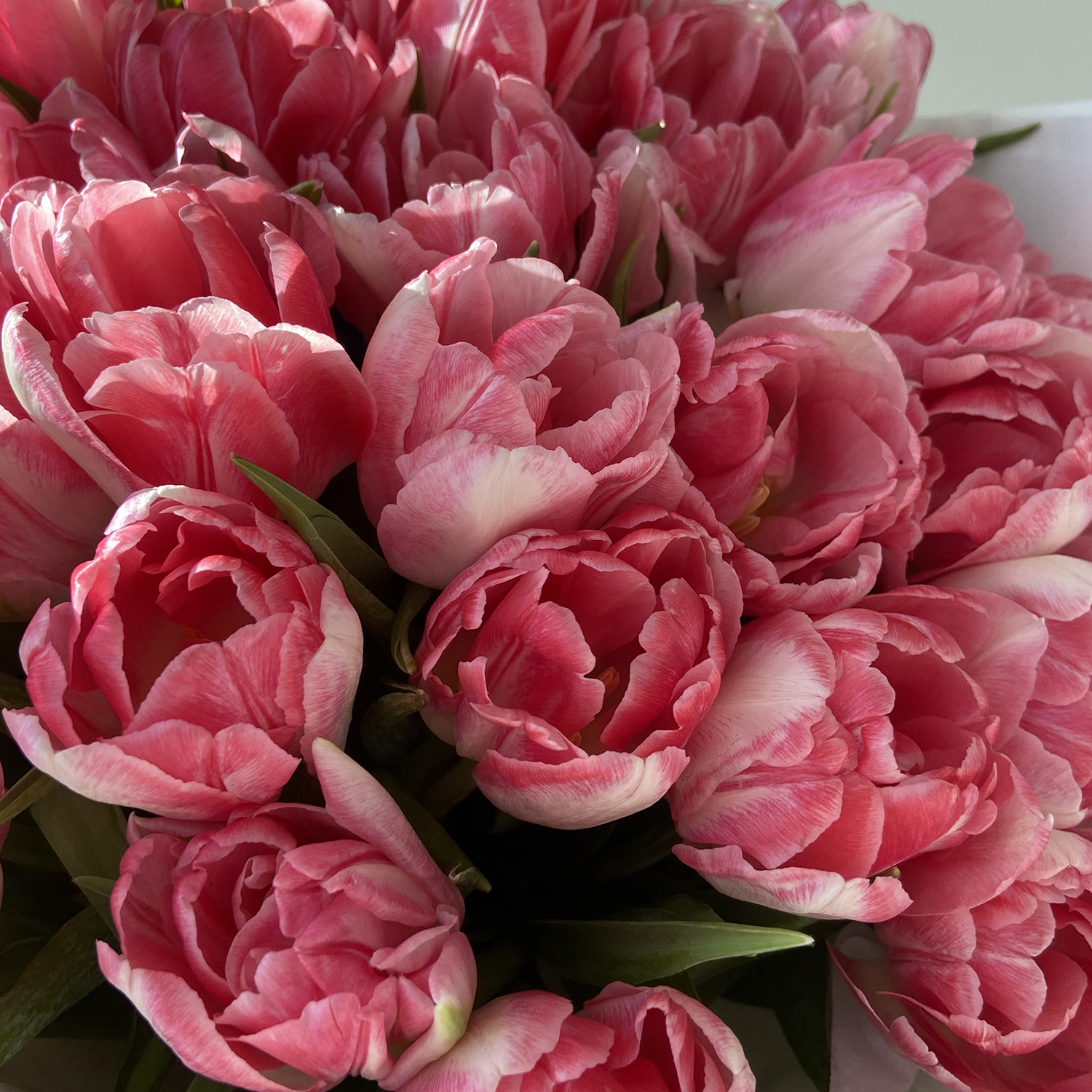 Букет нежно-розовых пионовидных тюльпанов