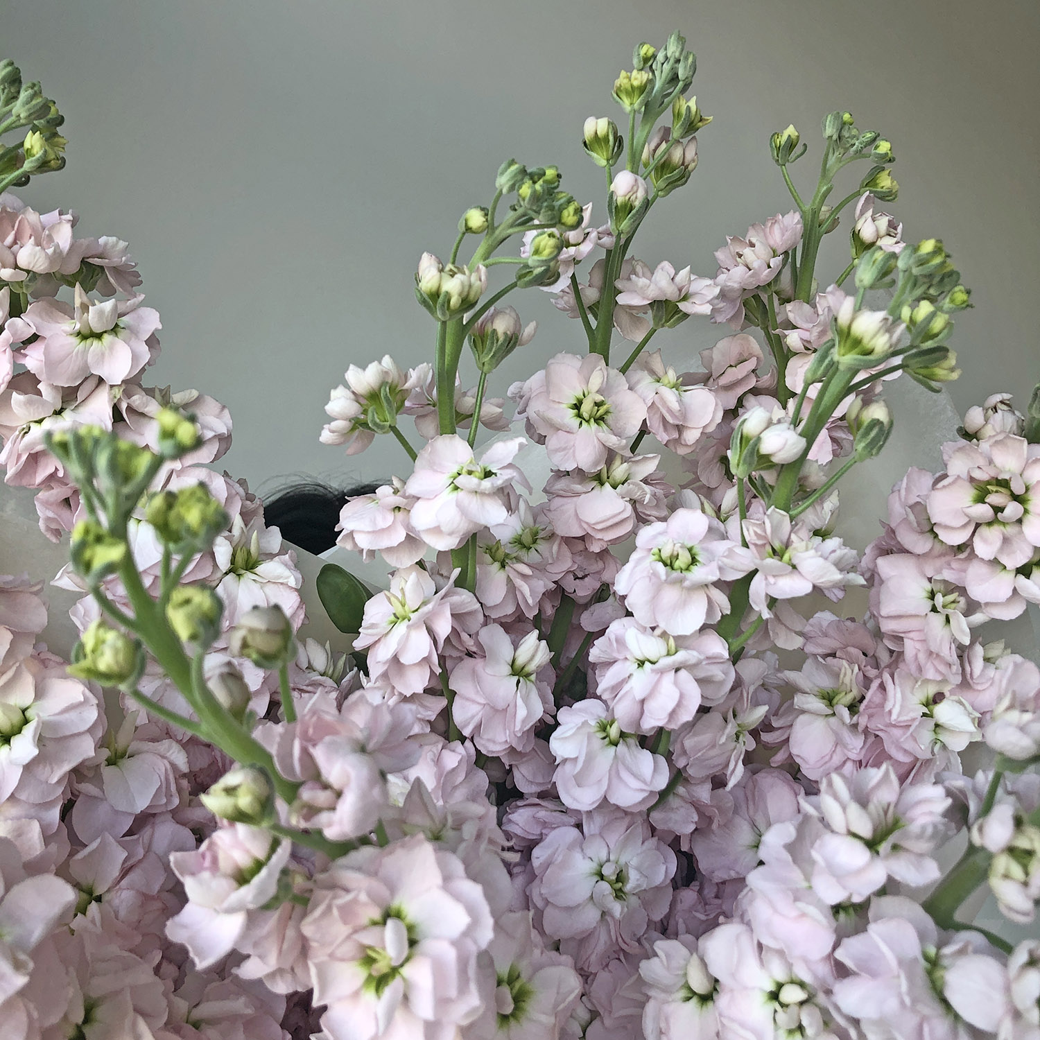 Букет розовой Маттиолы