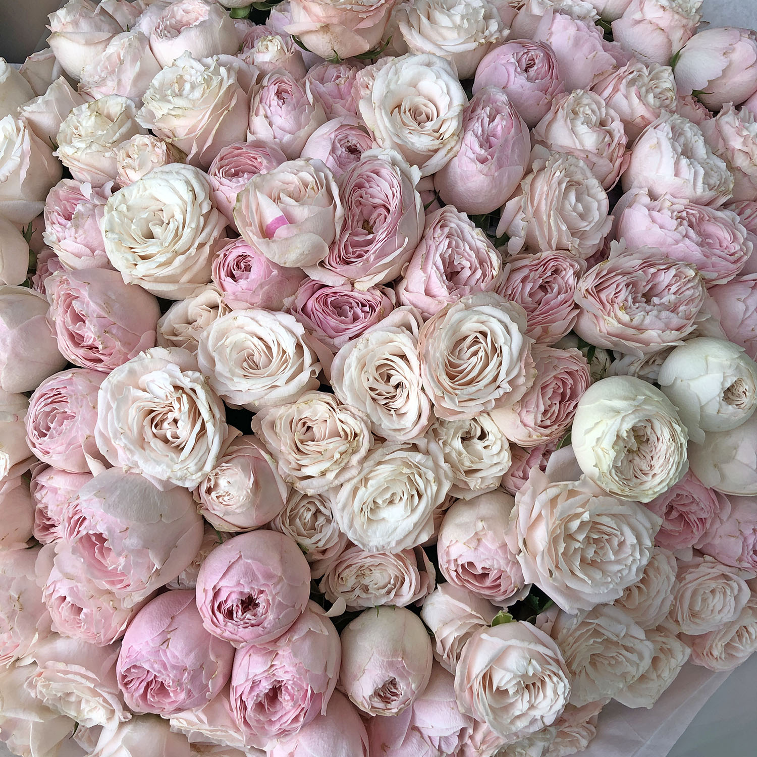 Микс 51 пионовидная кустовая роза