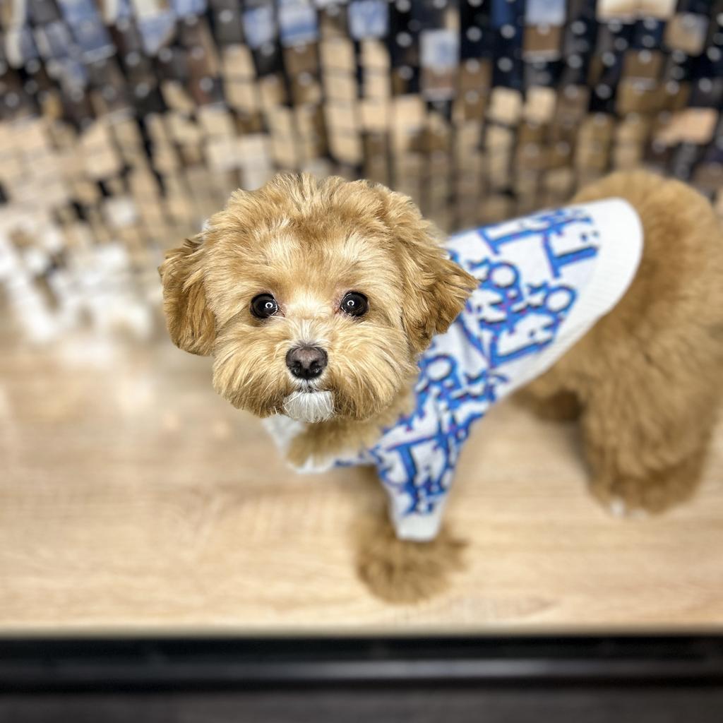 Свитер Dior голубой