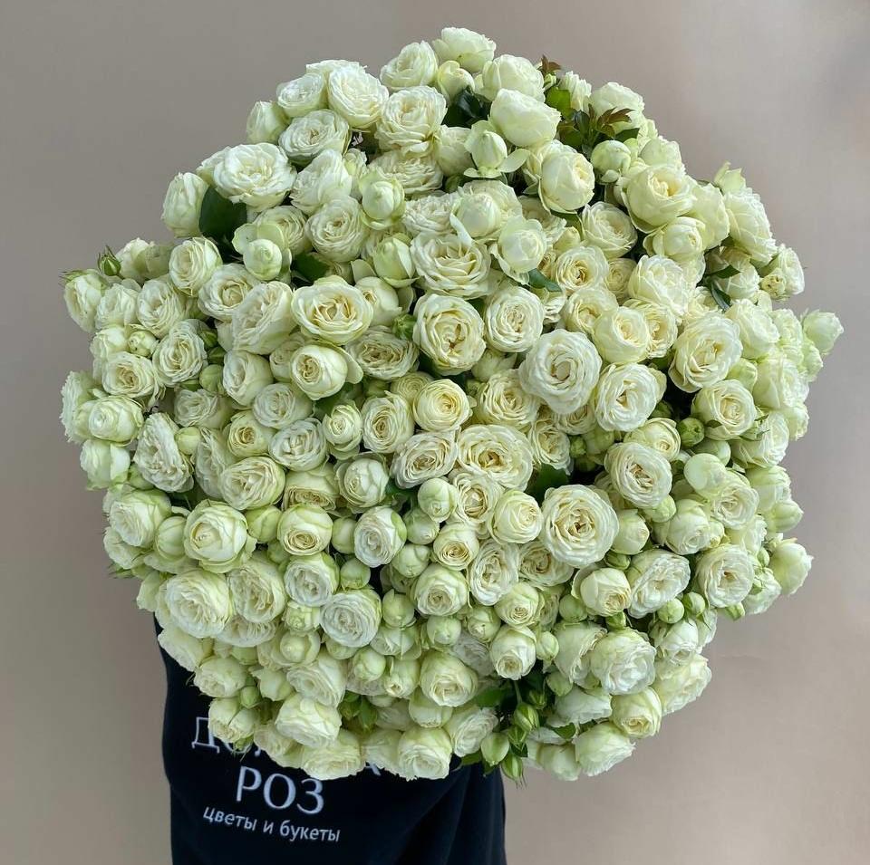 РОЗА КУСТОВАЯ "СНОУ ВОЛД"