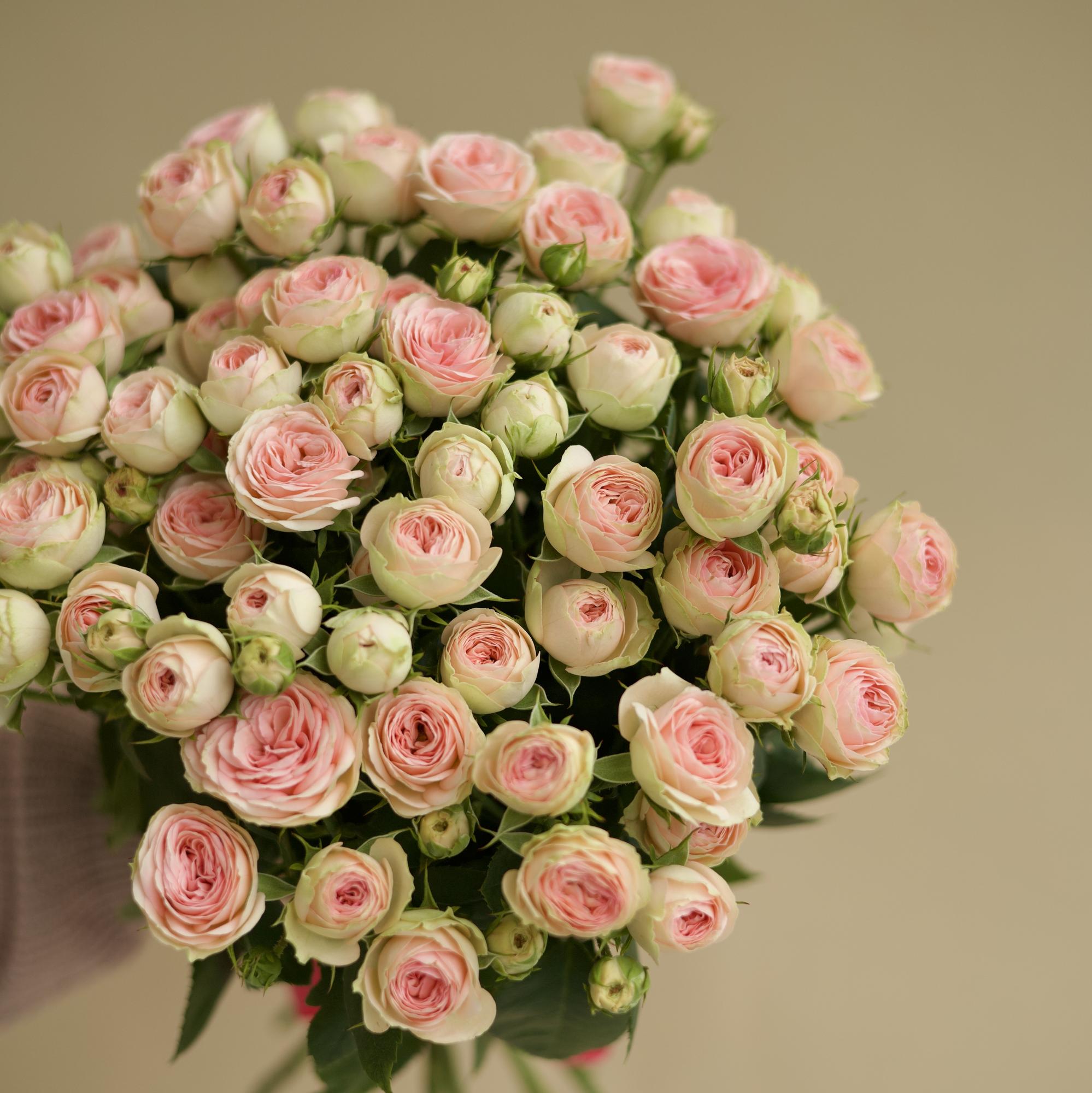 РОЗА КУСТОВАЯ "КЭТИ"