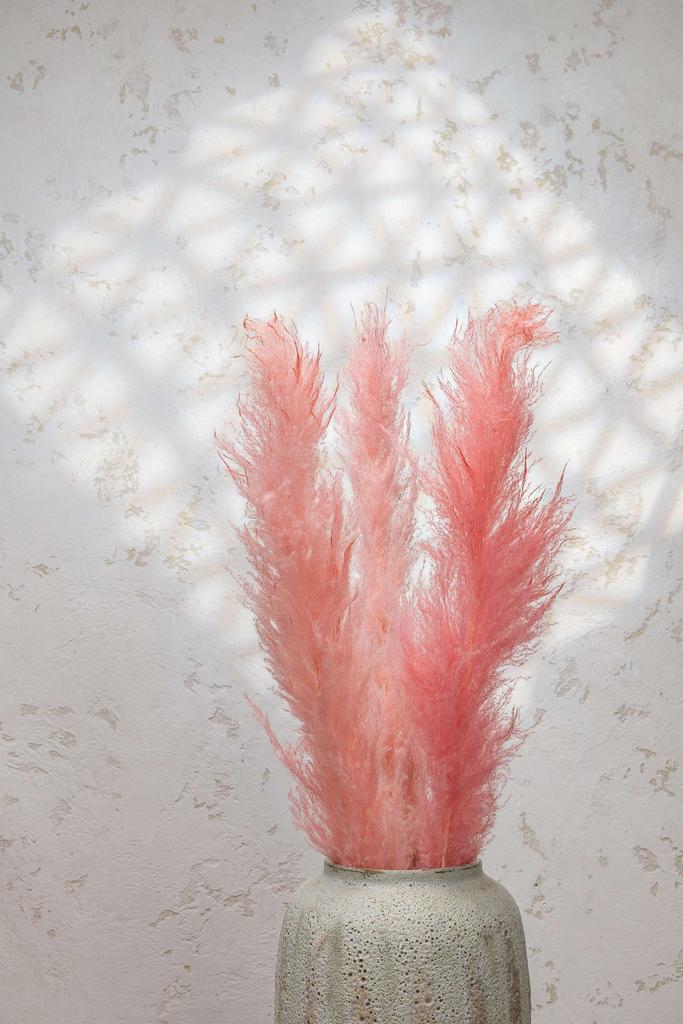 Пампасная трава в коробке 3 шт