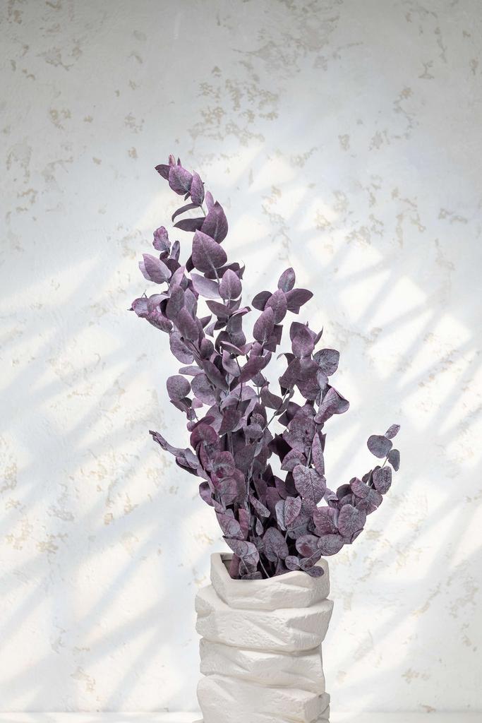 Эвкалипт Ценерия