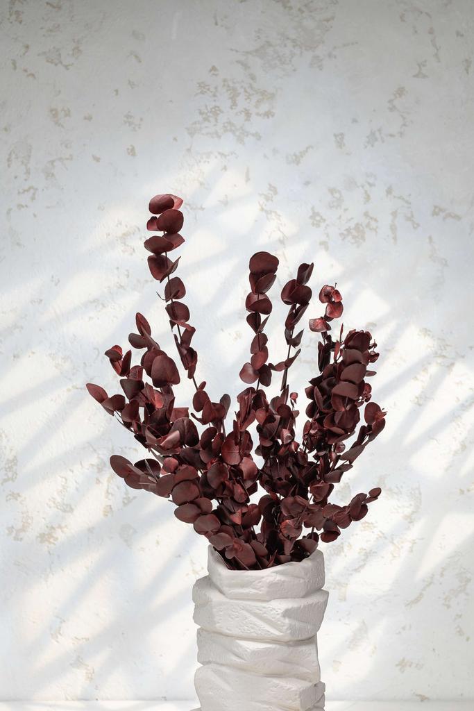 Эвкалипт Ценерия