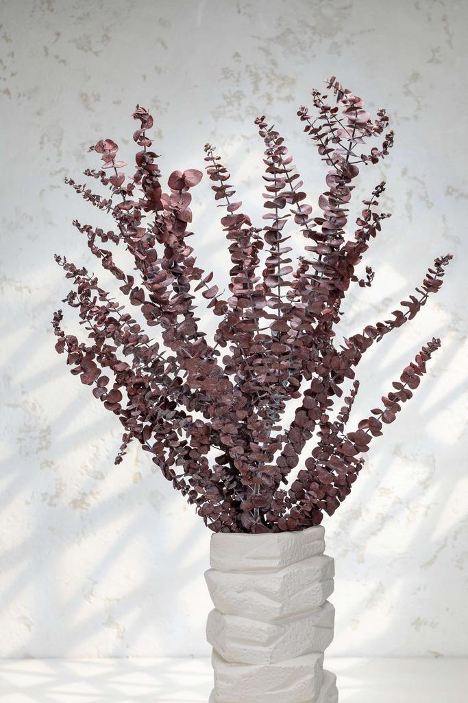 Эвкалипт Беби куст