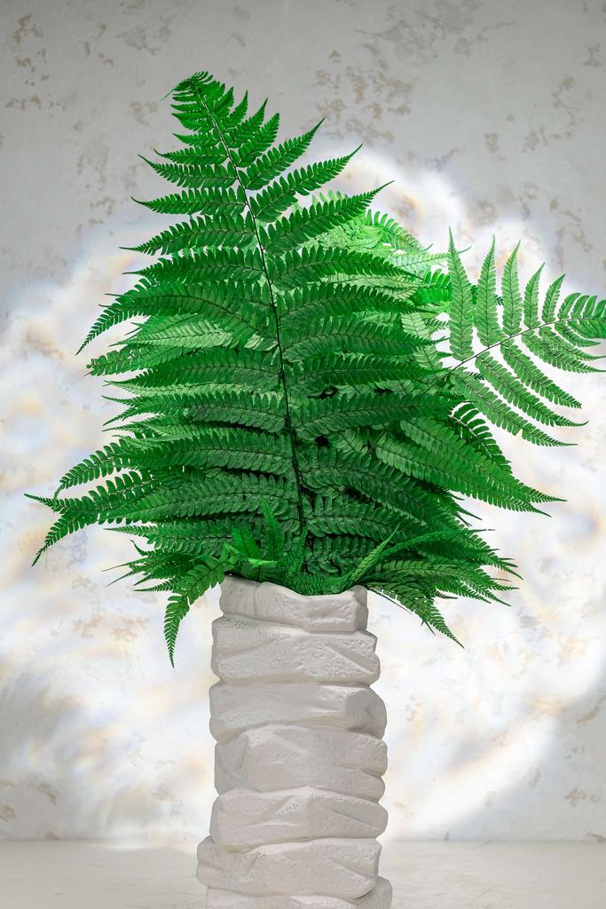 Папоротник стаб - Вытянутый