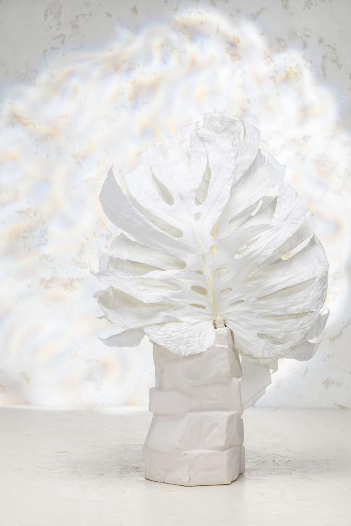 Листья Монстеры Выбеленные