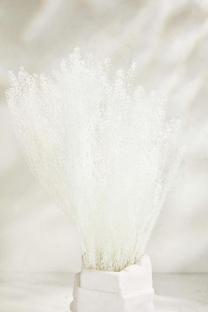 Ярутка полевая